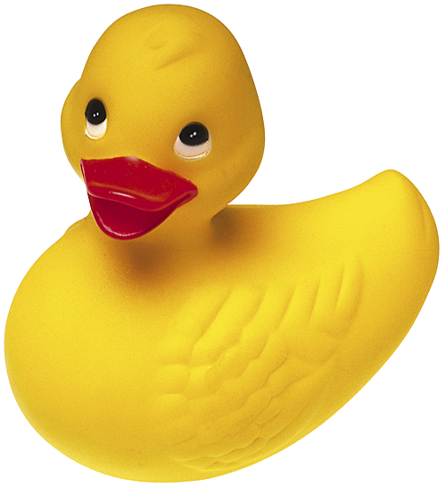 picture of a duck